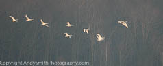 Nine Tundra Swans in Flight at Sunrise